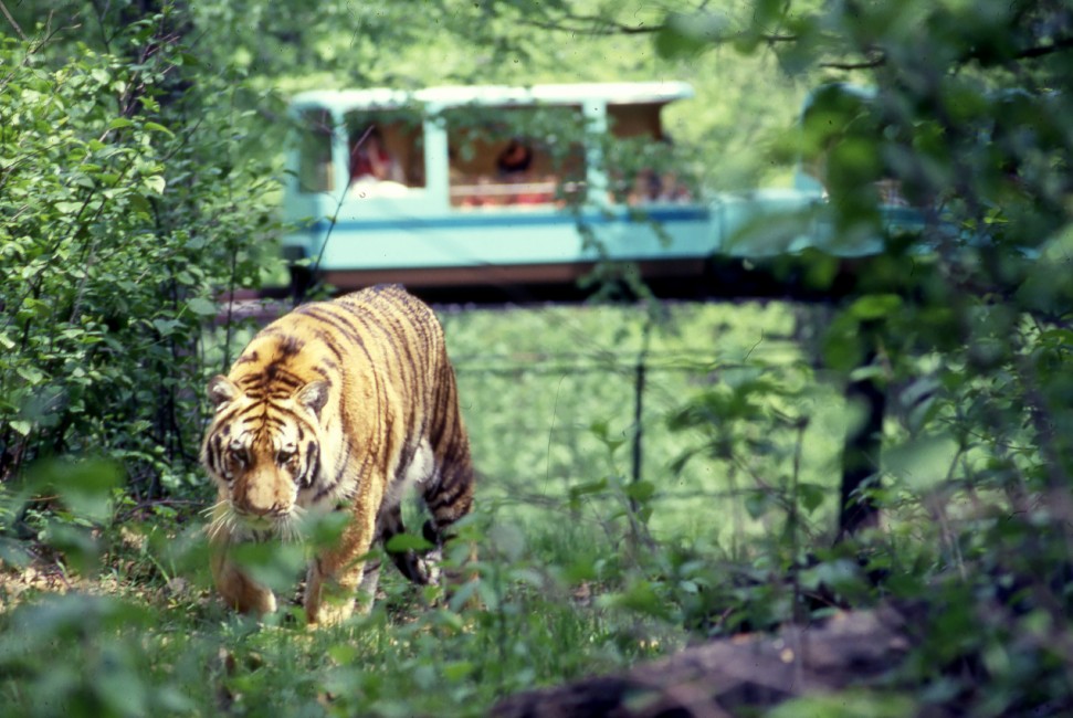 tigre dello zoo del Bronx